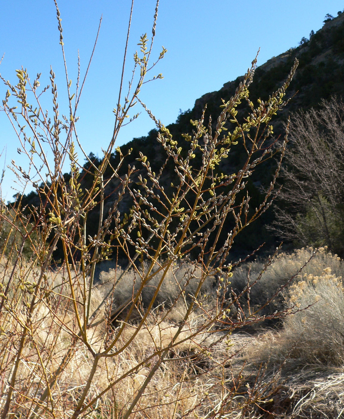 Arroyo willow Salix lasiolepis in natural habitat, representative species image, not reserved nursery plant