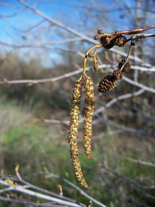 White alder Alnus rhombifolia representative botanical photograph by Eugene Zelenko, not actual nursery tree