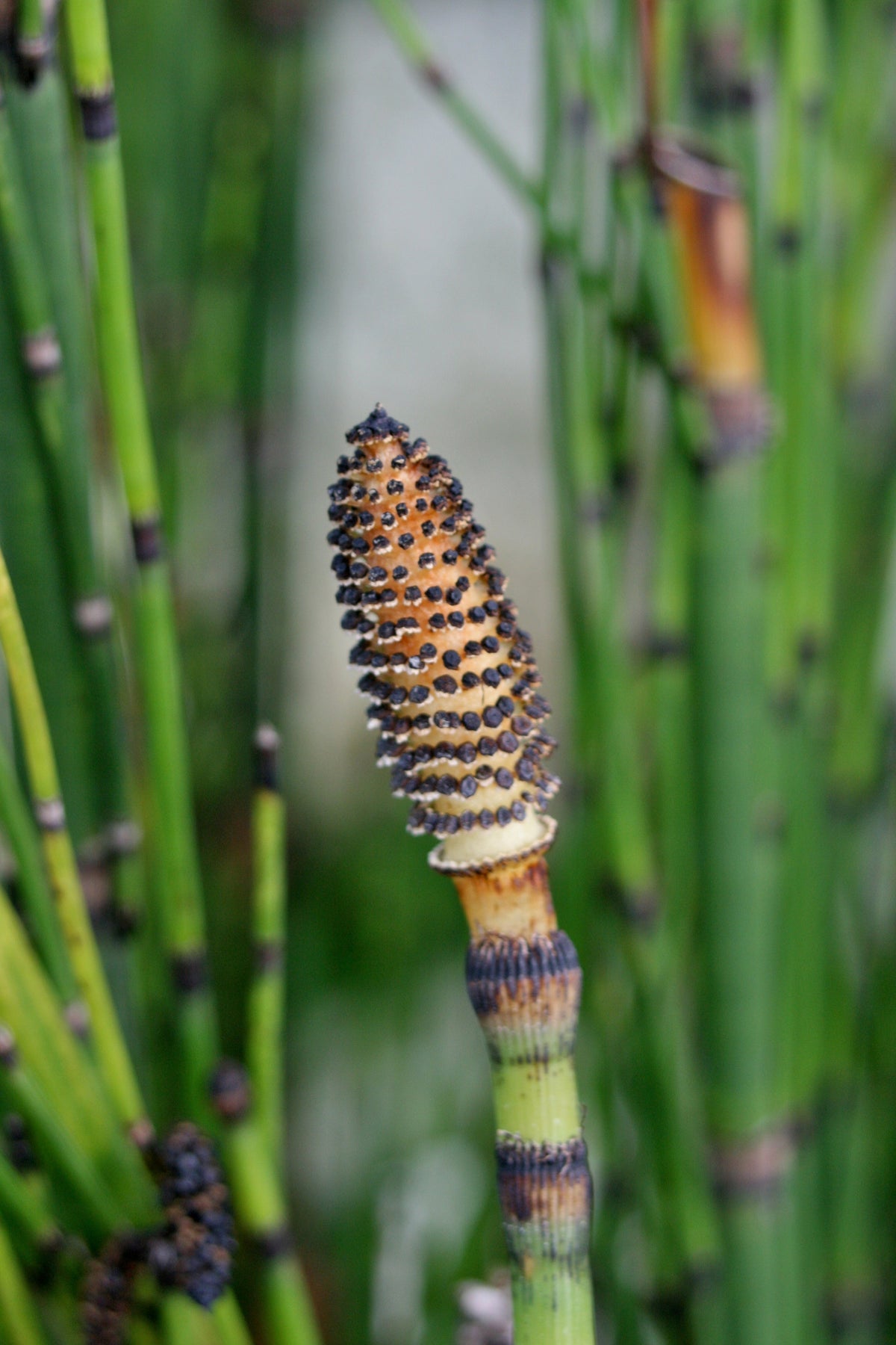 Equisetum hyemale scouring rush horsetail, representative botanical photograph, not the actual nursery specimen