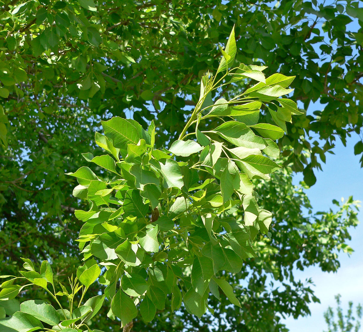 Arizona Ash representative species photograph; not individual nursery tree