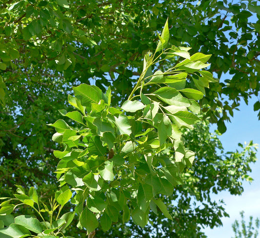 Arizona Ash representative species photograph; not individual nursery tree