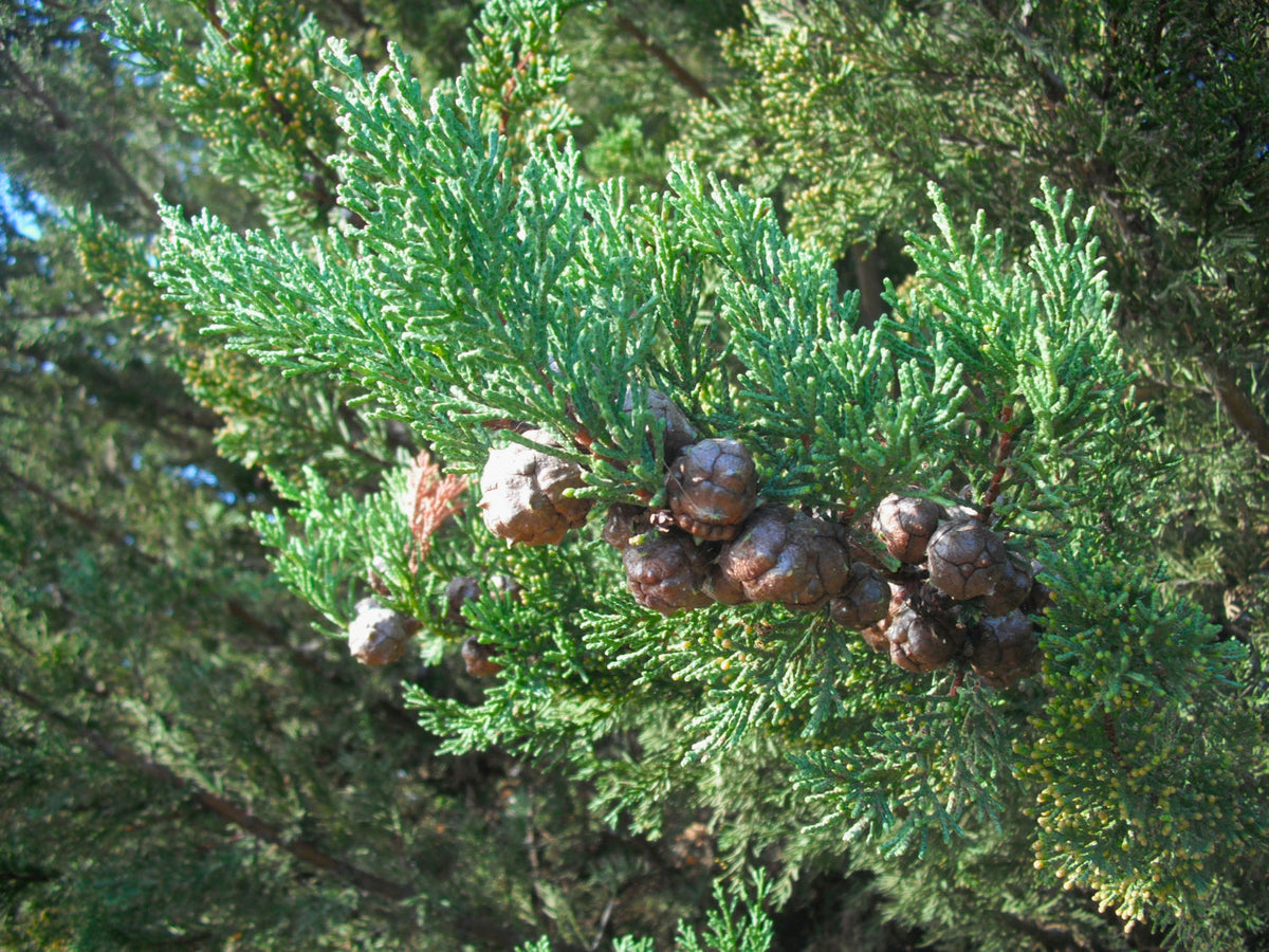 Monterey Cypress representative species photograph; not individual nursery tree