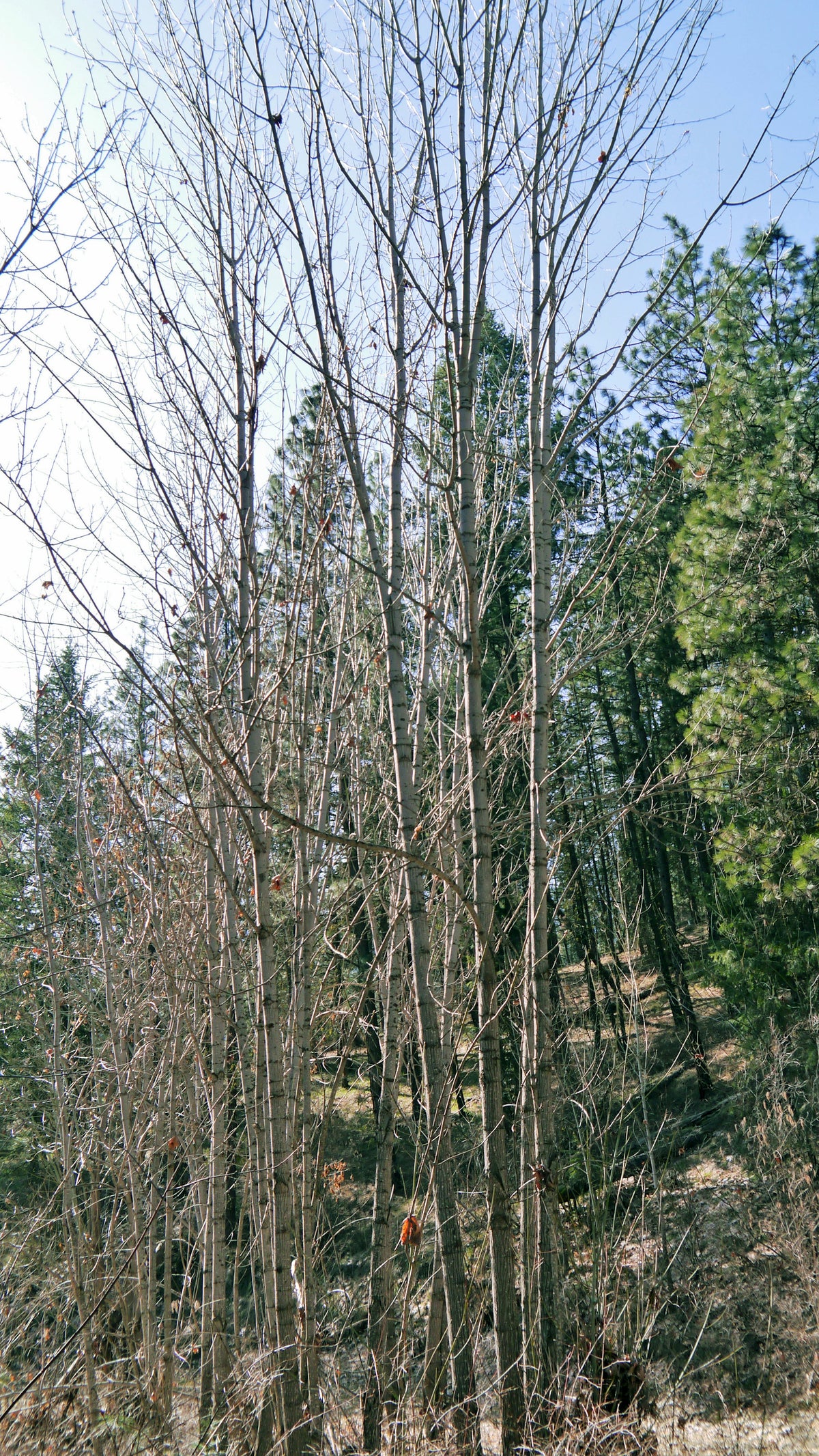Bigleaf Maple — California Native: representative species image, not actual nursery tree