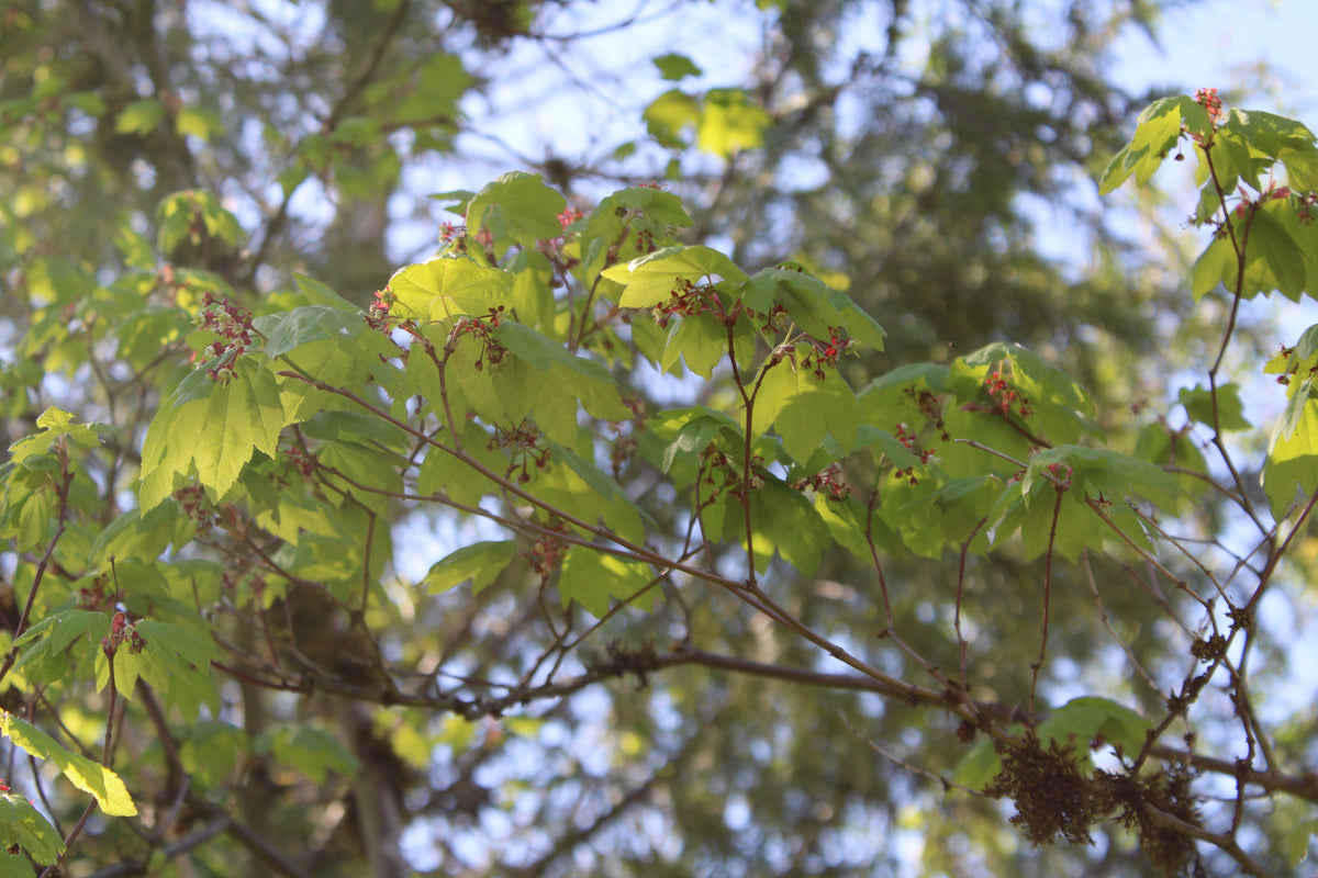 Vine Maple — Multi-Trunk — California Native representative species photograph, not exact nursery stock