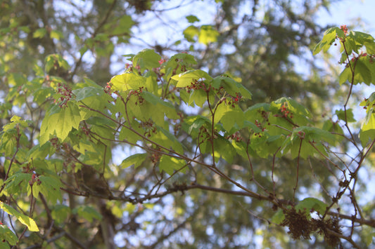 Vine Maple — Multi-Trunk — California Native representative species photograph, not exact nursery stock