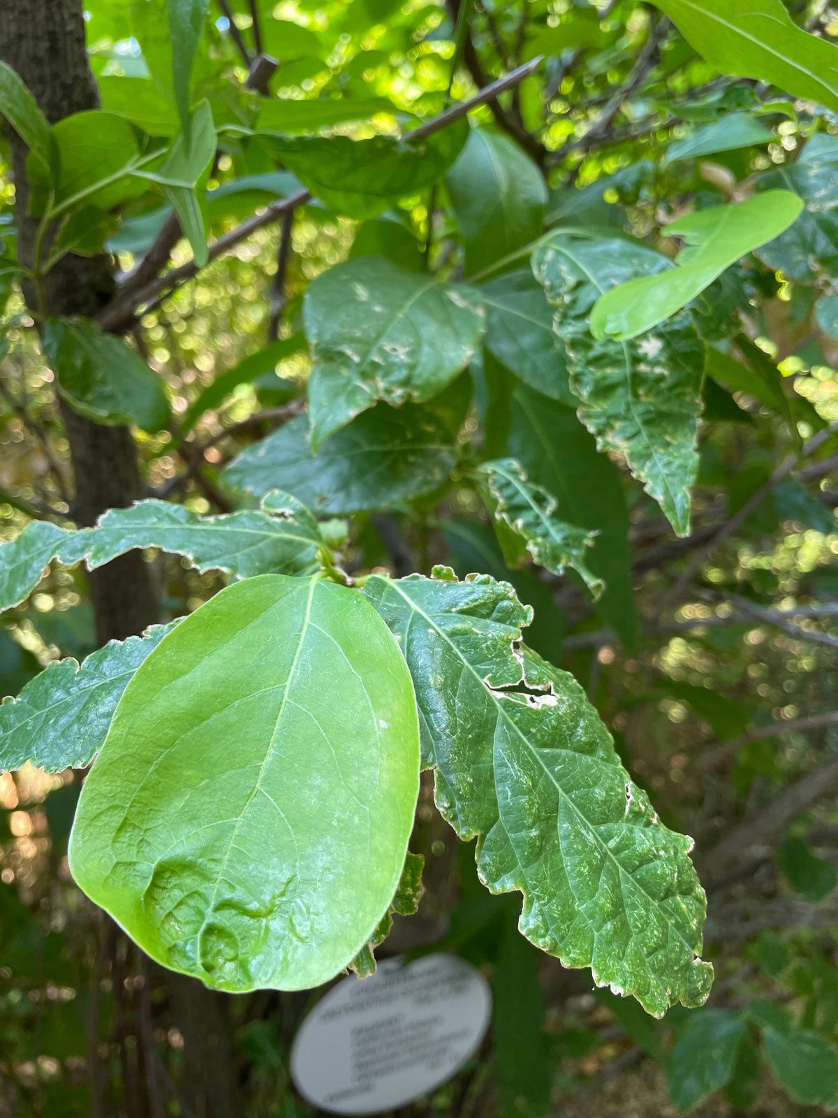 Western Spicebush — California Native representative species photograph, not exact nursery stock