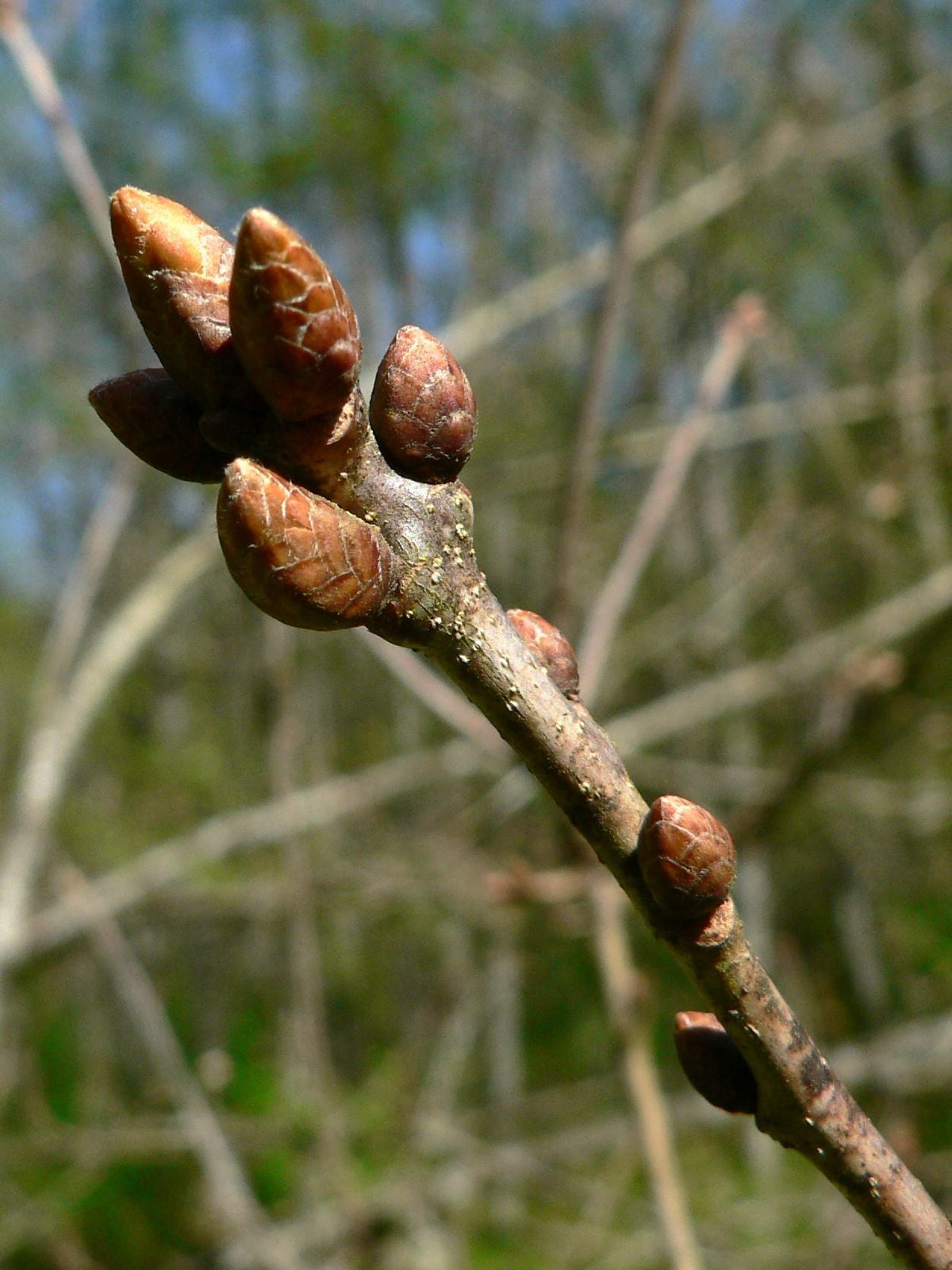 Oregon White Oak — California Native representative botanical image, not actual nursery stock