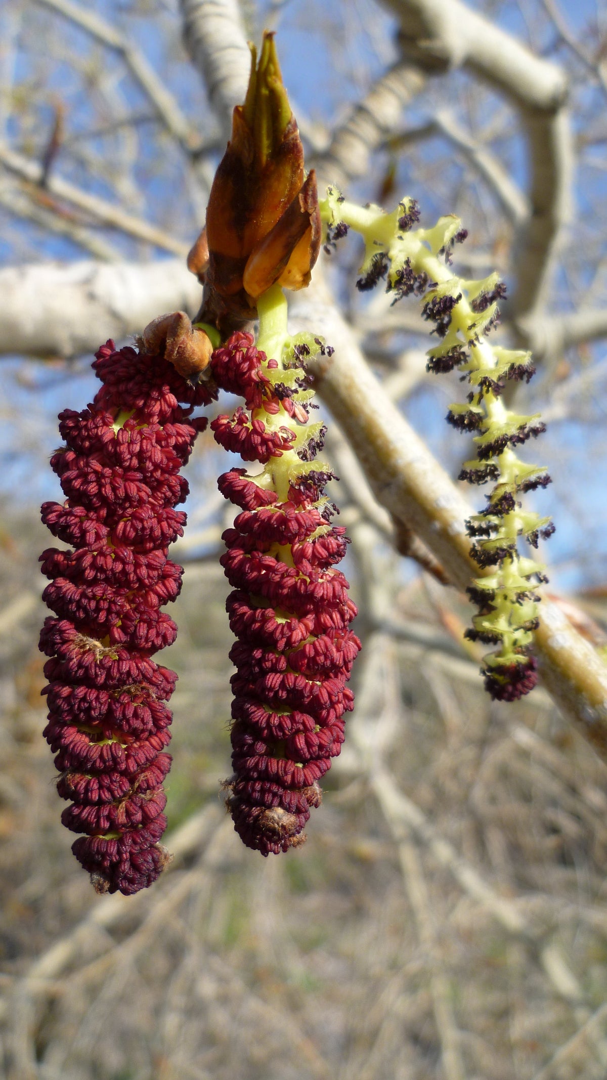 Black Cottonwood — California Native representative botanical species photo, not exact nursery plant