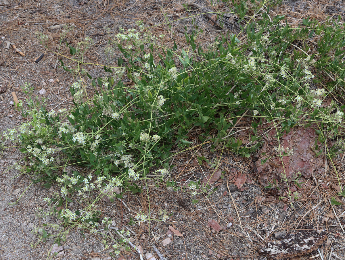 Western Virgin's Bower — California Native representative botanical species photo, not exact nursery plant