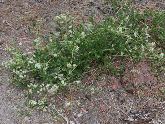 Western Virgin's Bower — California Native representative botanical species photo, not exact nursery plant