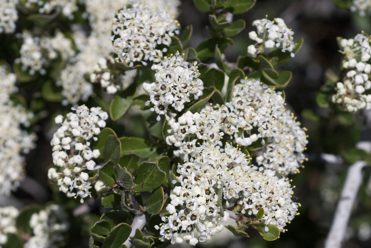 Buckbrush representative species photograph, not actual nursery plant