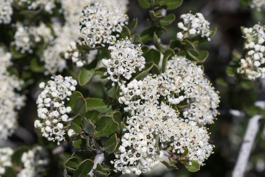 Buckbrush representative species photograph, not actual nursery plant