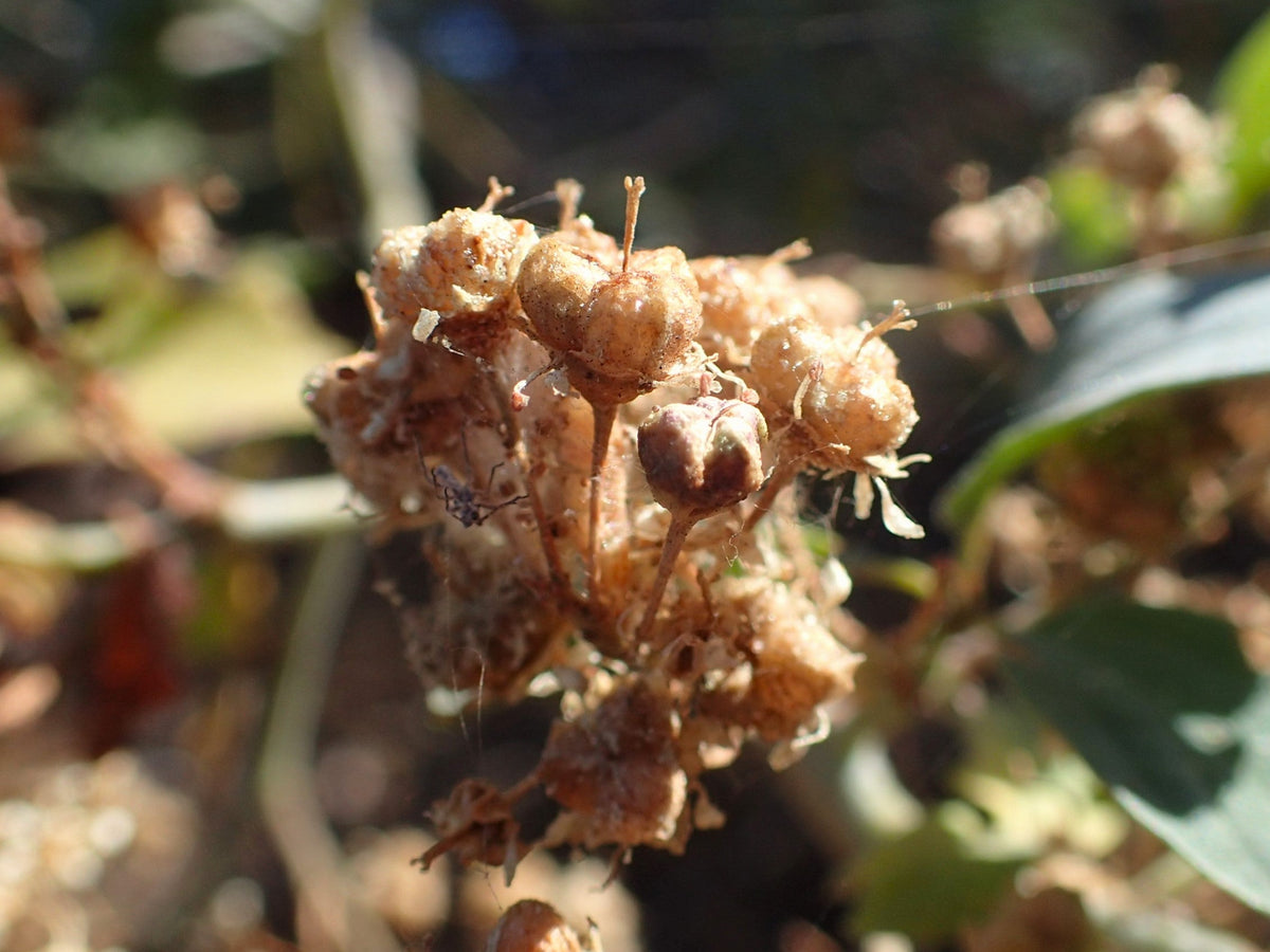 Chaparral Whitethorn representative species photograph, not actual nursery plant