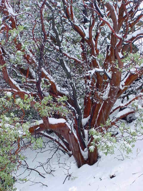 Bigberry Manzanita species reference photograph; not exact nursery specimen