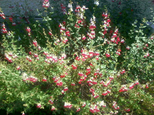 Salvia microphylla ‘Hot Lips’ — Flowering Sage — representative cultivar photograph, not actual nursery specimen