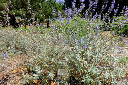 Salvia clevelandii ‘Winnifred Gilman’ — California Native Sage — representative cultivar photograph, not actual nursery specimen