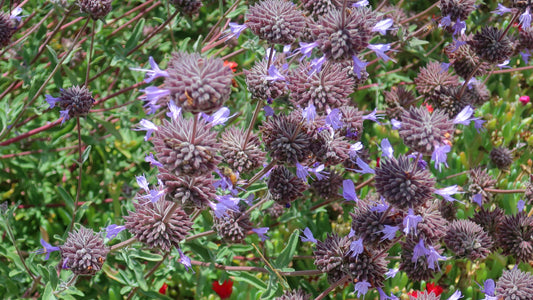 Salvia ‘Allen Chickering’ — California Native Hybrid representative cultivar photo not actual nursery stock