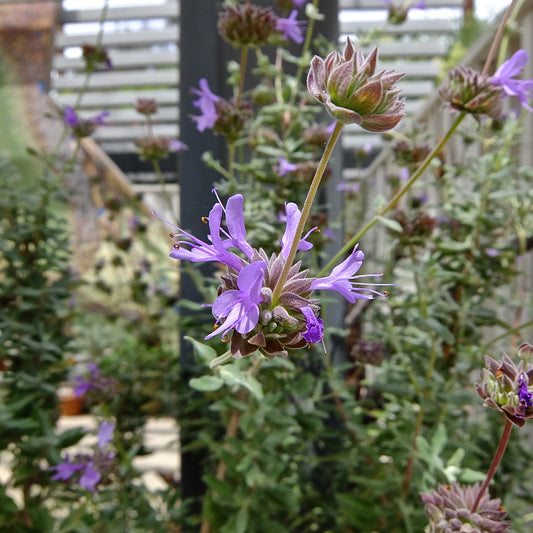 Salvia ‘Pozo Blue’ — California Native Hybrid representative cultivar photo not actual nursery stock