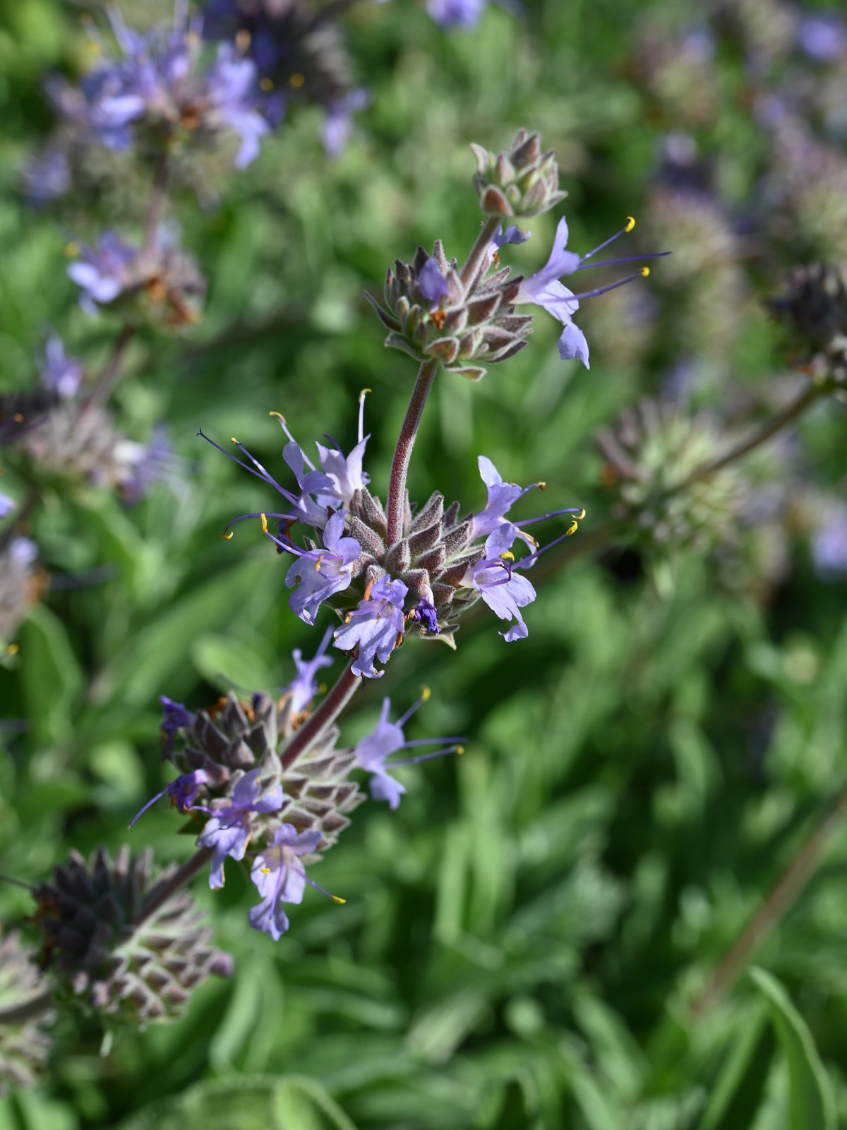 Bee's Bliss salvia cultivar at Santa Barbara Botanic Garden; representative photo, not nursery stock