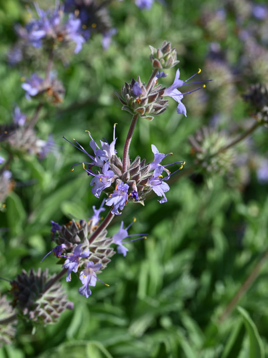 Bee's Bliss salvia cultivar at Santa Barbara Botanic Garden; representative photo, not nursery stock