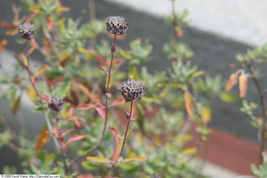 Salvia Whirly Blue cultivar botanical reference photo not actual nursery specimen