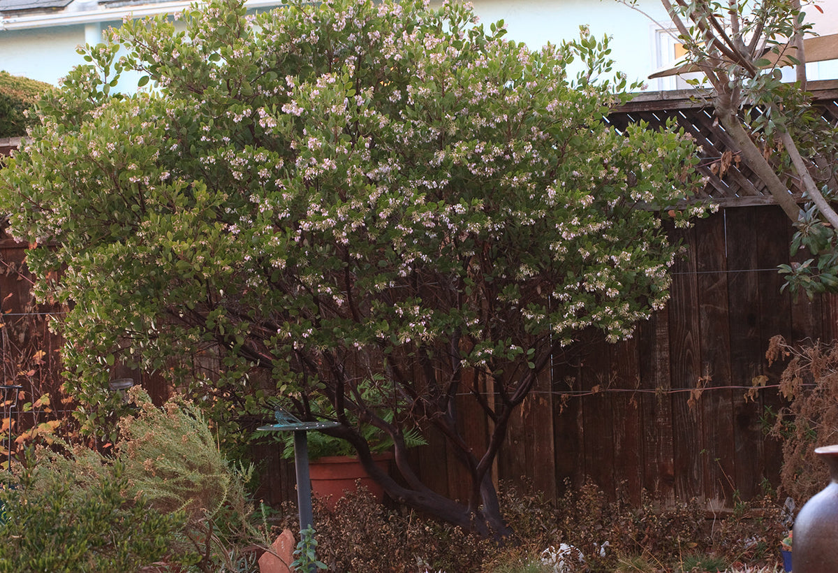 Sentinel manzanita in winter flower; representative botanical photo, not actual nursery stock