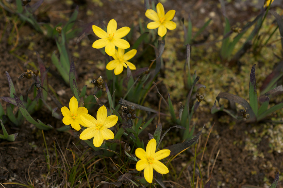 Golden-Eyed Grass — California Native Wetland Perennial — representative species photograph, not nursery stock