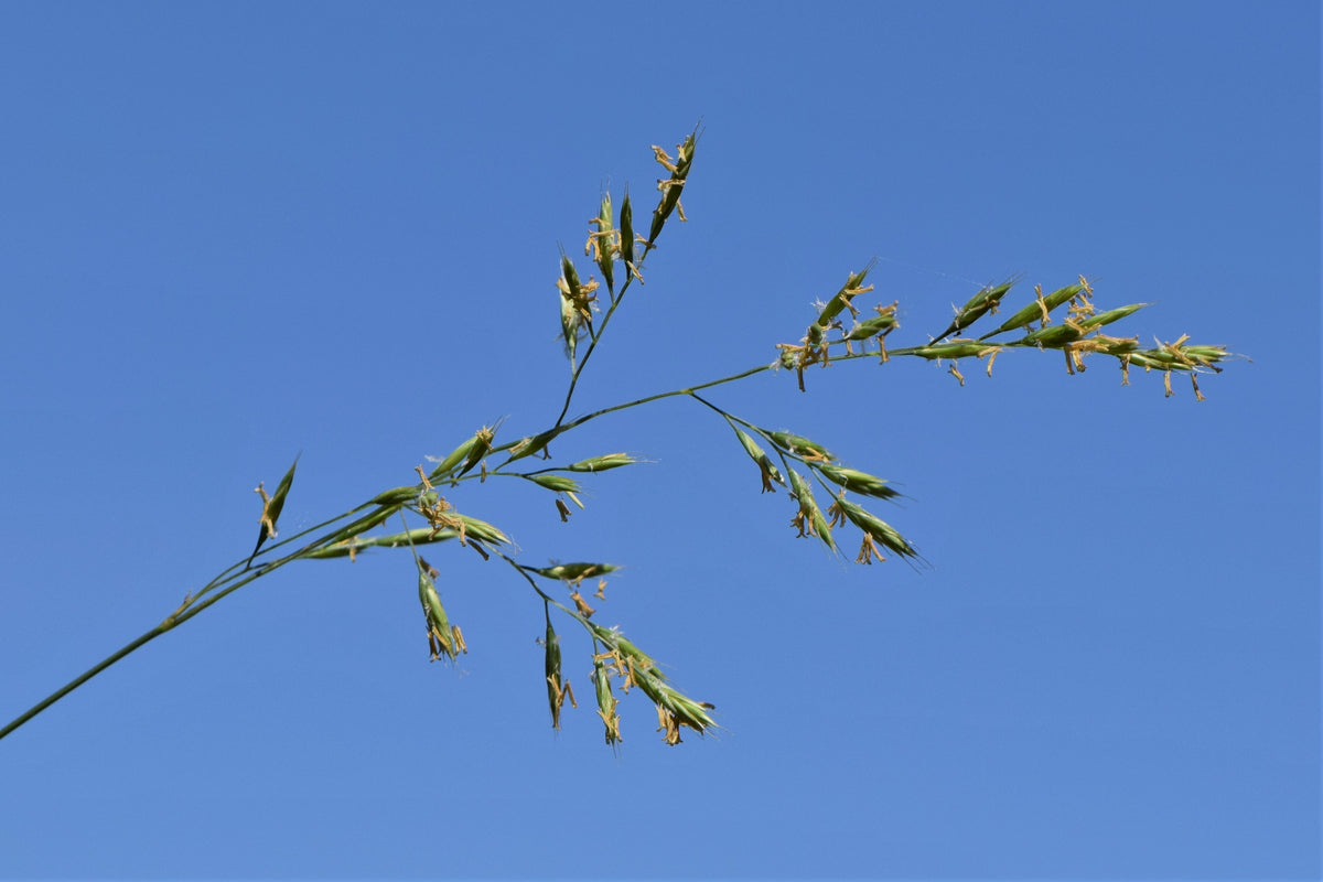 Red Fescue — California Native Meadow Grass: representative botanical photograph, not actual nursery stock