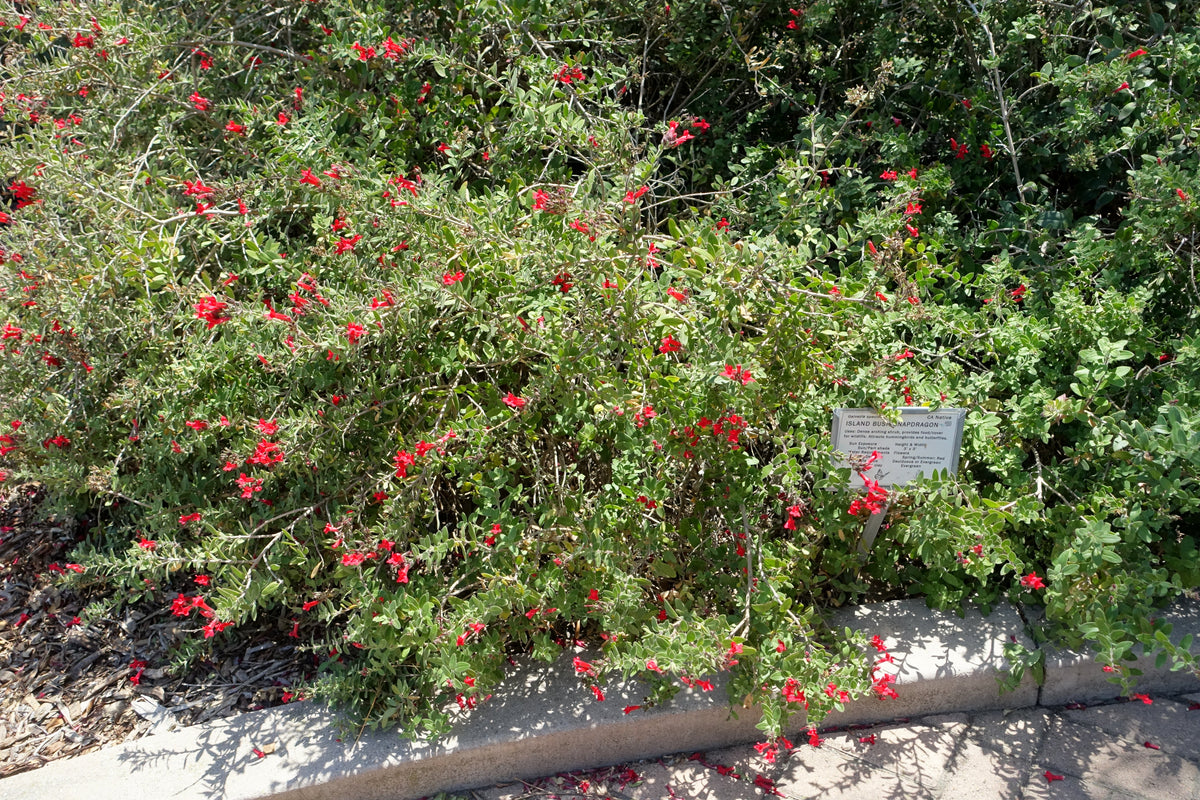 Island Bush Snapdragon — California Native Hummingbird Plant — representative plant photograph, not actual nursery specimen