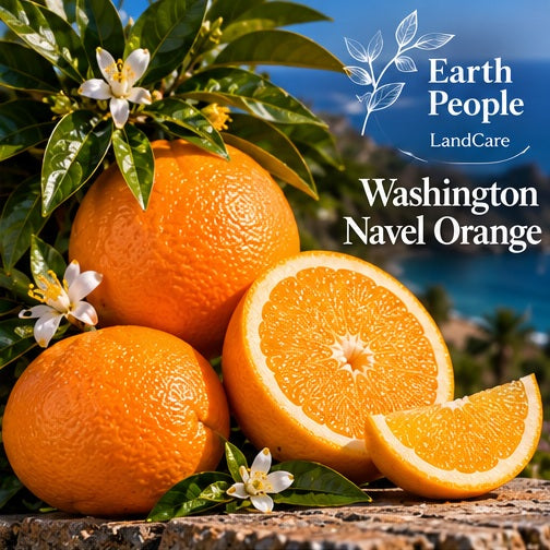 Illustrative botanical artwork of Washington navel orange fruit and citrus foliage with Earth People Landcare branding; not a photograph of the actual nursery specimen or independently verified cultivar fruit.