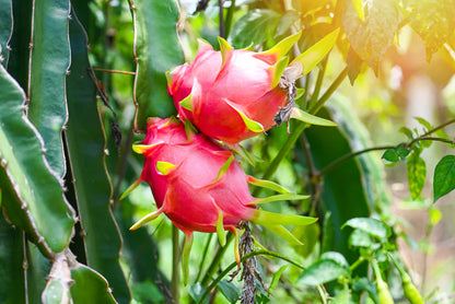 Tropical edible planting inspiration