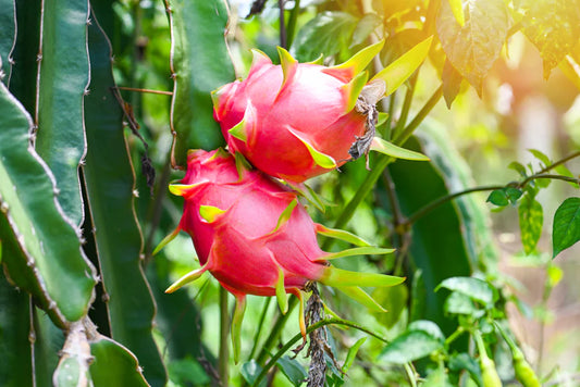 White Dragon Fruit, Pitaya