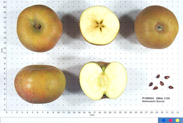 Ashmead’s Kernel apple — representative photograph.