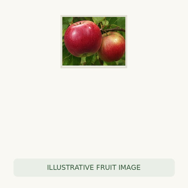 Apple botanical illustration; representative fruit type, not verified cultivar imagery.