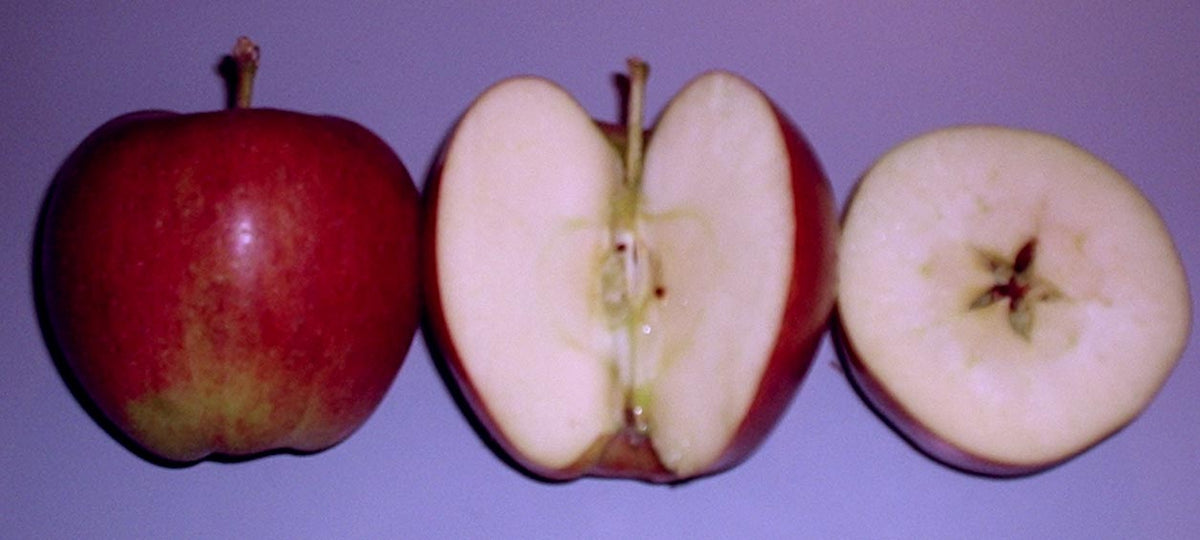 Braeburn apple — representative photograph.