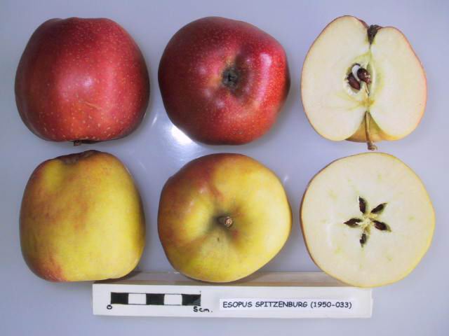 Spitzenburg apple — representative photograph.