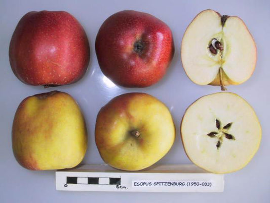 Spitzenburg apple — representative photograph.