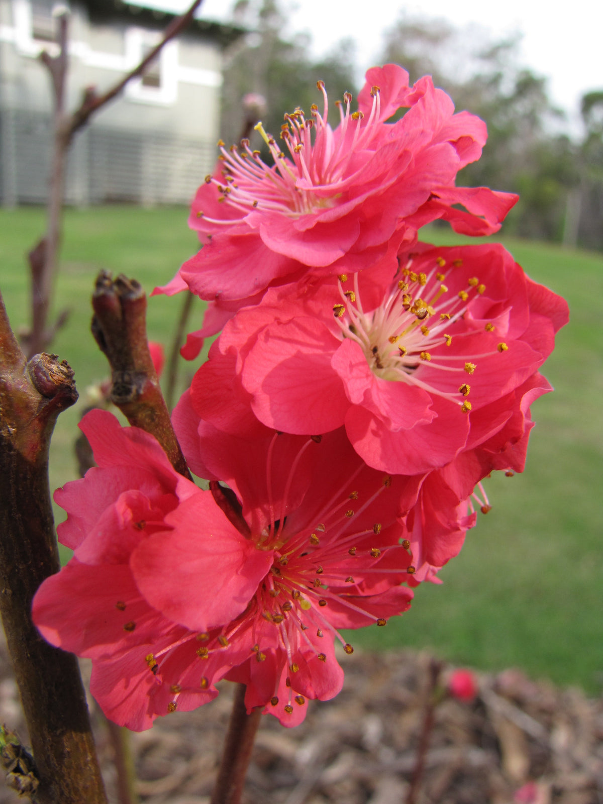 Red Baron peach — representative photograph.