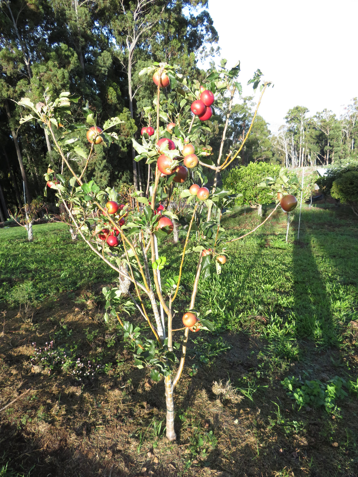 Sundowner apple — representative photograph.