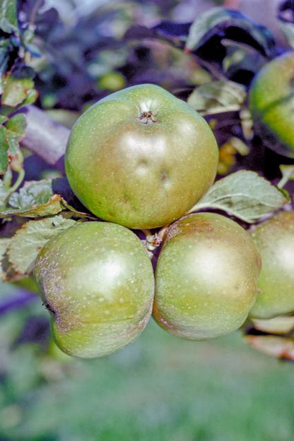 Yellow Newton Pippin apple — representative photograph.