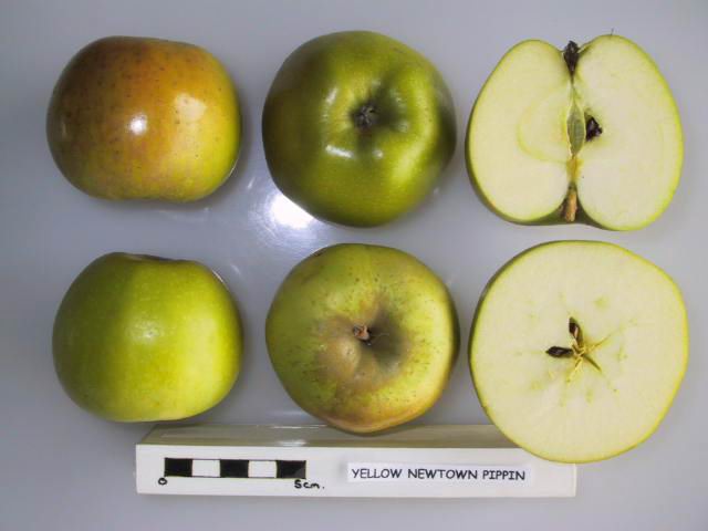 Yellow Newton Pippin apple — representative photograph.
