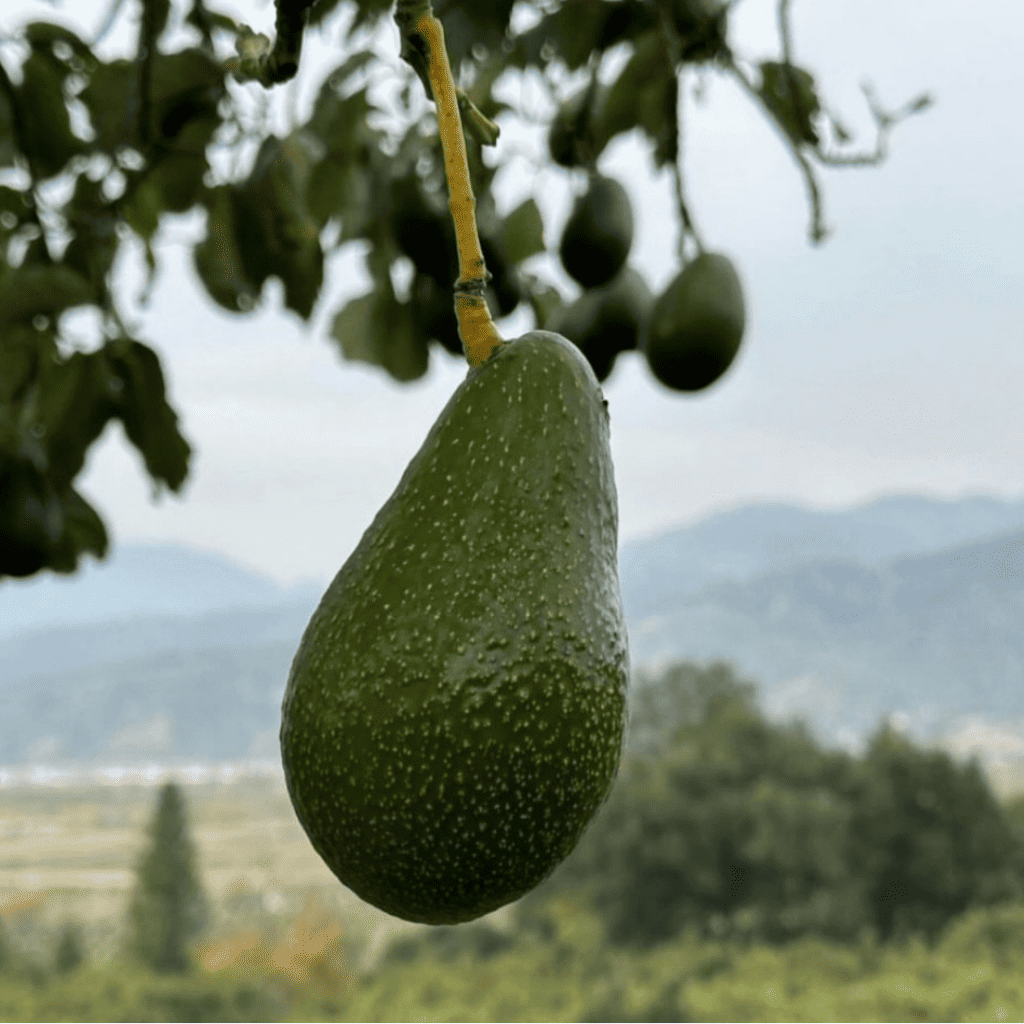 Zutano Avocado, B-Type Flower