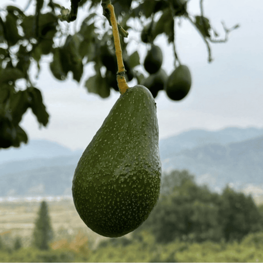 Zutano Avocado, B-Type Flower
